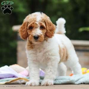 Millie, Standard Poodle Puppy